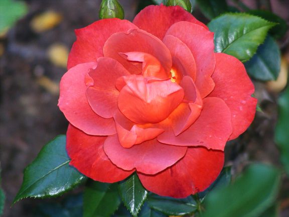 Hot Cocoa photo hc2013_06200007_zps902aaea0.jpg